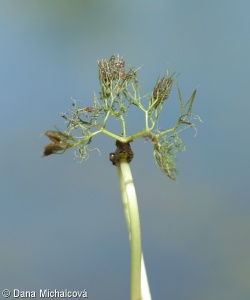 Ranunculus peltatus – lakušník štítnatý