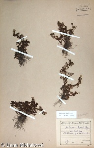 Ranunculus rionii – lakušník Rionův