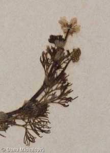 Ranunculus rionii – lakušník Rionův
