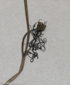 Ranunculus trichophyllus – lakušník niťolistý