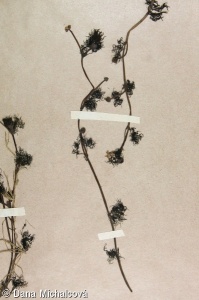 Ranunculus sect. Batrachium – lakušník