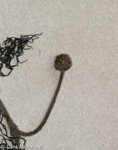 Ranunculus trichophyllus – lakušník niťolistý