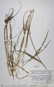 Beckmannia eruciformis subsp. eruciformis – housenkovec zduřelý pravý