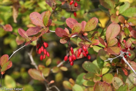 Berberis vulgaris – dřišťál obecný