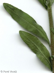Berteroa incana subsp. incana – šedivka šedá pravá
