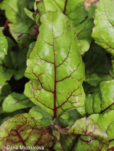 Beta vulgaris Vulgaris Group – červená (salátová) řepa