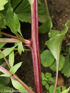 Beta vulgaris Vulgaris Group – červená (salátová) řepa