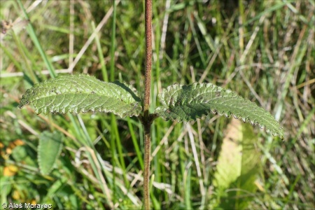 Stachys officinalis