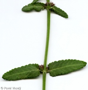 Betonica officinalis – bukvice lékařská