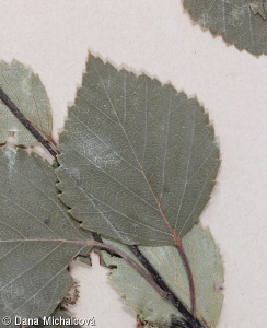 Betula pendula var. obscura – bříza bělokorá tmavá