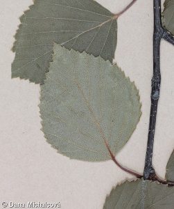 Betula pendula – bříza bělokorá, bříza bradavičnatá