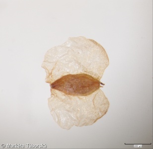 Betula pendula – bříza bělokorá, bříza bradavičnatá