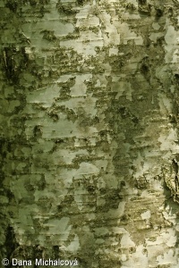 Betula pubescens – bříza pýřitá