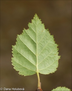 Betula pubescens – bříza pýřitá