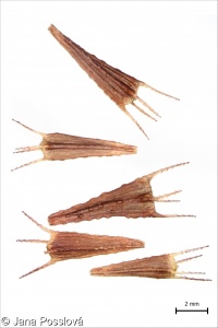 Bidens cernua – dvouzubec nicí