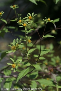 Bidens frondosa – dvouzubec černoplodý