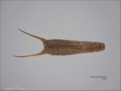 Bidens frondosa – dvouzubec černoplodý