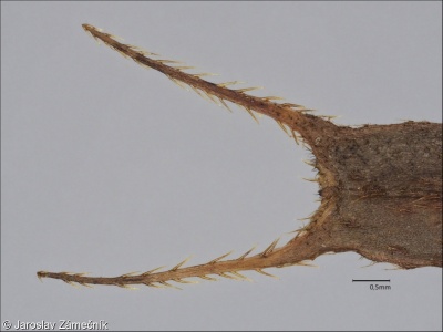 Bidens frondosa – dvouzubec černoplodý