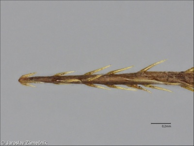 Bidens frondosa – dvouzubec černoplodý