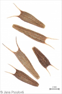 Bidens frondosa – dvouzubec černoplodý