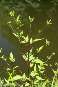 Bidens frondosa &ndash; dvouzubec černoplodý