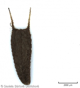 Bidens frondosa – dvouzubec černoplodý
