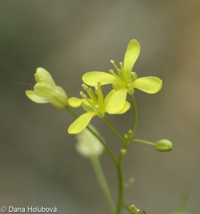 Biscutella laevigata subsp. varia – dvojštítek hladkoplodý proměnlivý