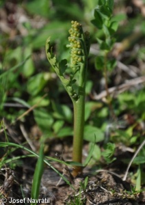 Botrychium matricariifolium – vratička heřmánkolistá