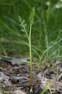 Botrychium matricariifolium – vratička heřmánkolistá