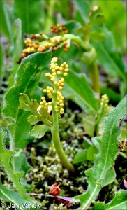 Botrychium matricariifolium – vratička heřmánkolistá