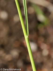 Brachypodium pinnatum – válečka prapořitá