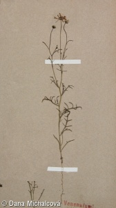 Brachyscome iberidifolia – všelicha iberkolistá
