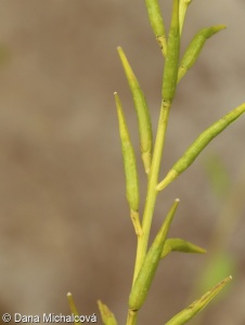 Brassica juncea – brukev sítinovitá