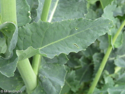 Brassica napus