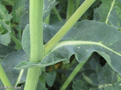 Brassica napus – brukev řepka