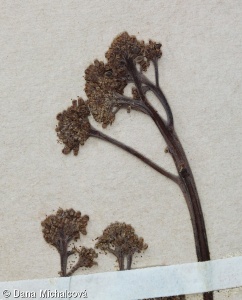 Brassica oleracea Botrytis Group – květák (karfiol)