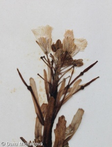 Brassica oleracea Capitata Group – zelí