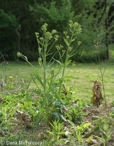 Brassica oleracea Gongylodes Group – kedluben