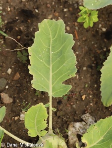 Brassica oleracea Gongylodes Group – kedluben