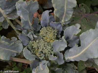 Brassica oleracea Italica Group – brokolice
