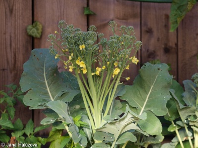 Brassica oleracea – brukev zelná