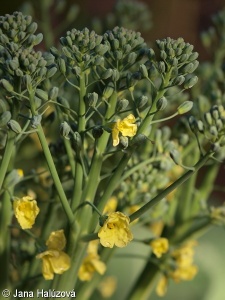 Brassica oleracea Italica Group – brokolice