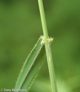 Bromus ramosus agg. – okruh sveřepu větevnatého
