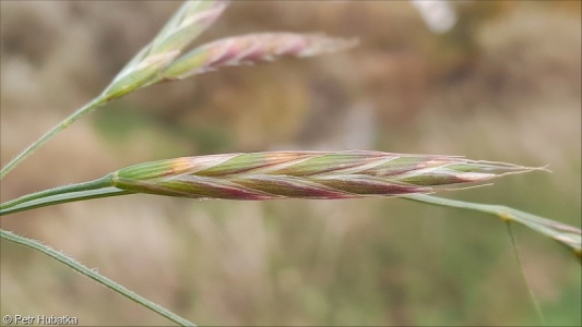 Ceratochloa cathartica aggr.