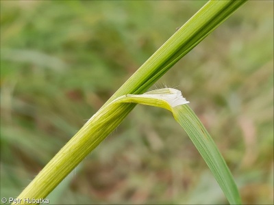 Ceratochloa cathartica aggr.