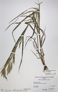 Bromus carinatus – sveřep kýlnatý