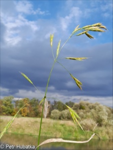 Bromus carinatus var. marginatus – sveřep kýlnatý horský