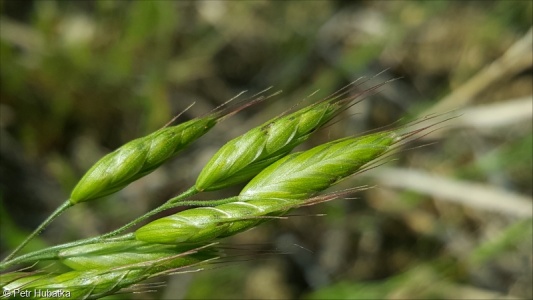 Bromus hordeaceus