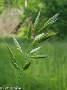 Bromus hordeaceus