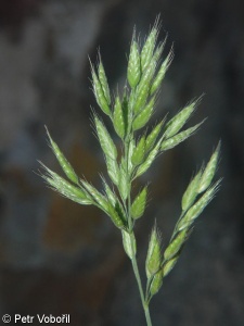 Bromus hordeaceus subsp. hordeaceus – sveřep měkký pravý